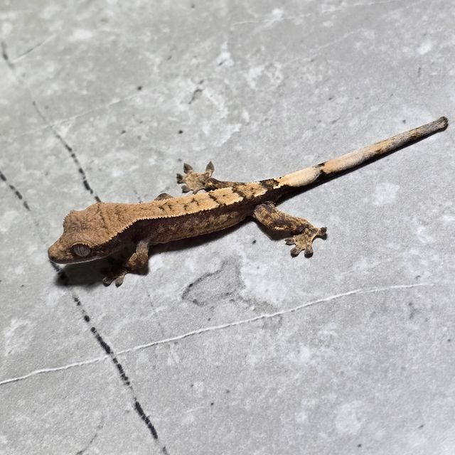 세이블