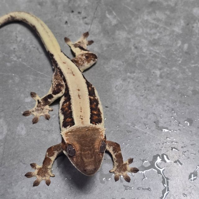 릴리 세이블