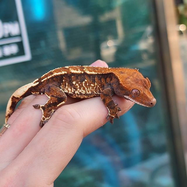 카푸치노 트라이