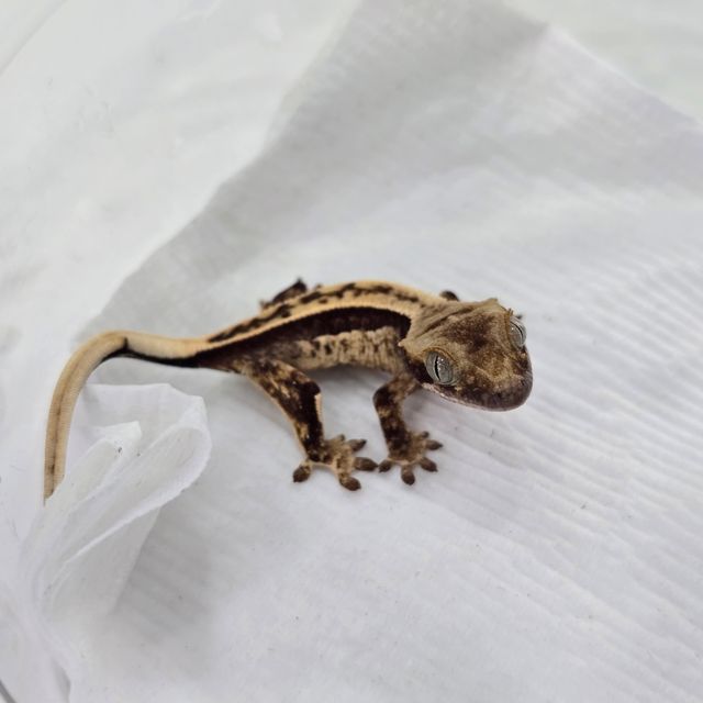 풀핀 쿼드