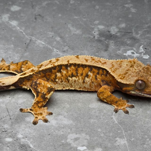 트라이 바브