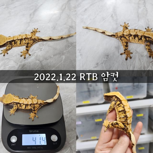 트라이 익스트림할리퀸
