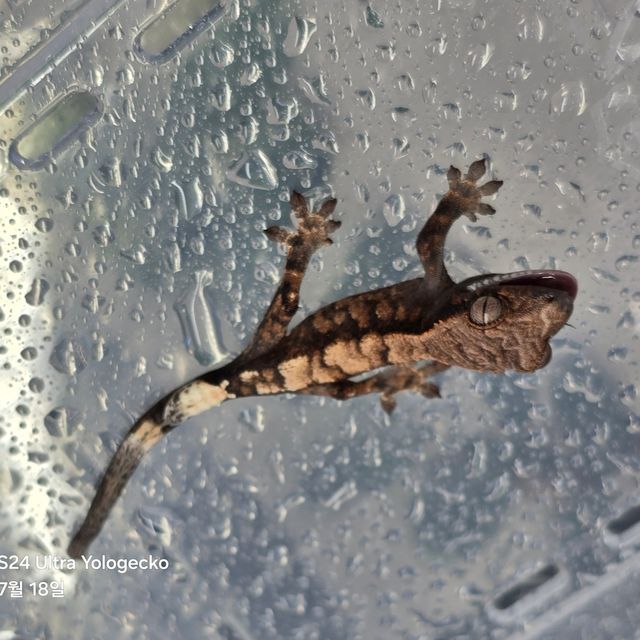 세이블