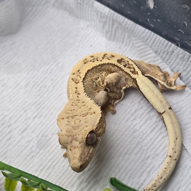 크림시클