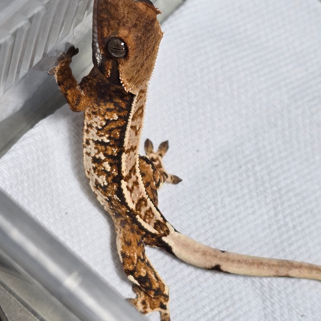 트라이