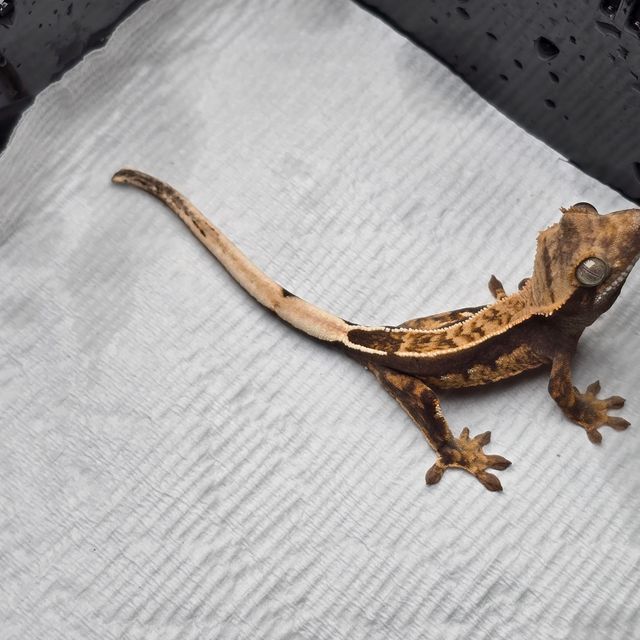 쿼드
