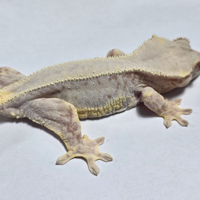 레드 릴리화이트