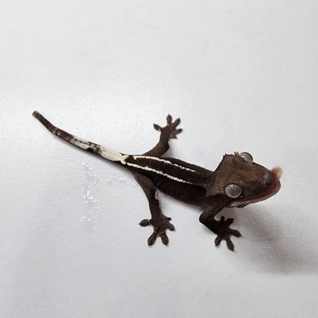 아잔틱