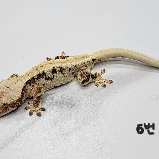릴리화이트