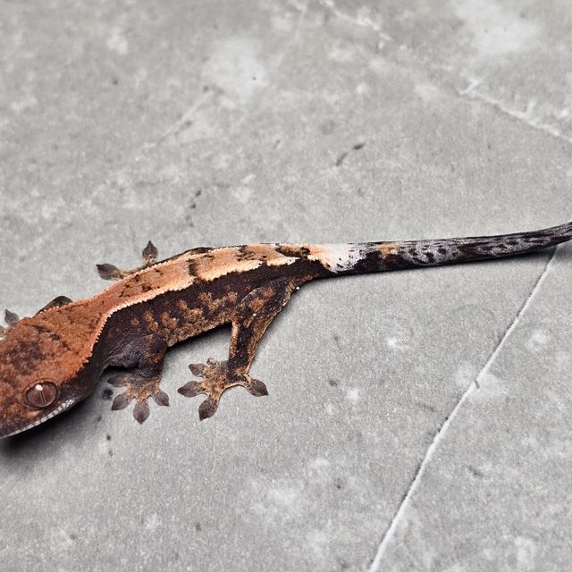 세이블