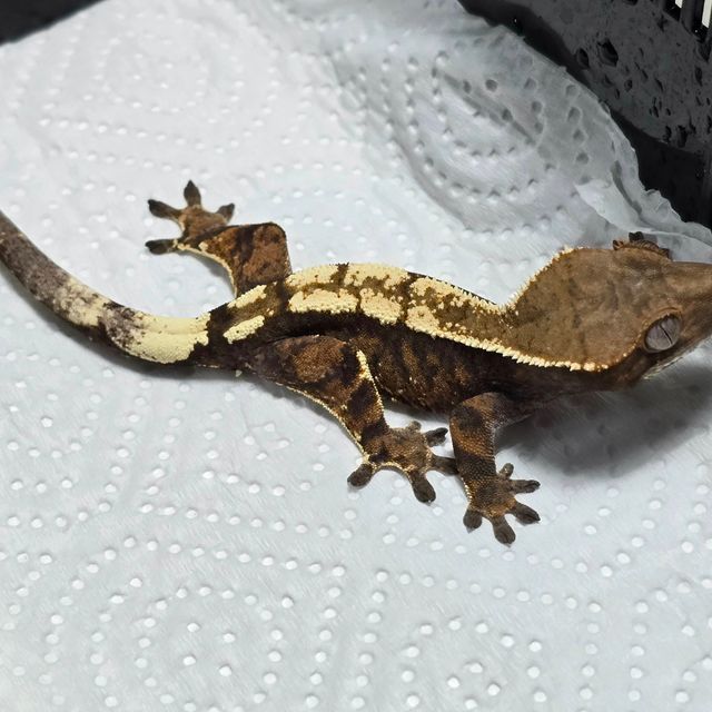 세이블