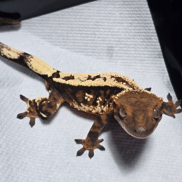 세이블