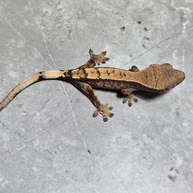 세이블