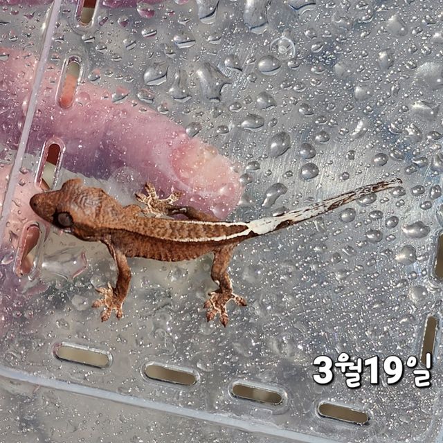 카푸치노