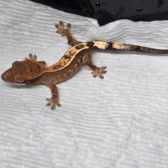 세이블