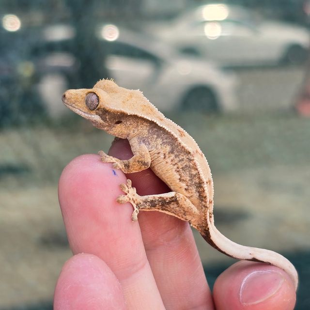 트라이
