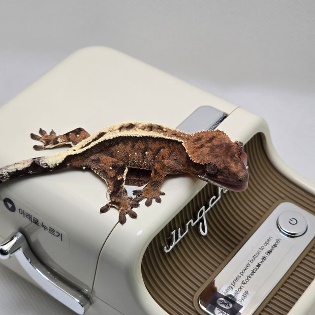 세이블