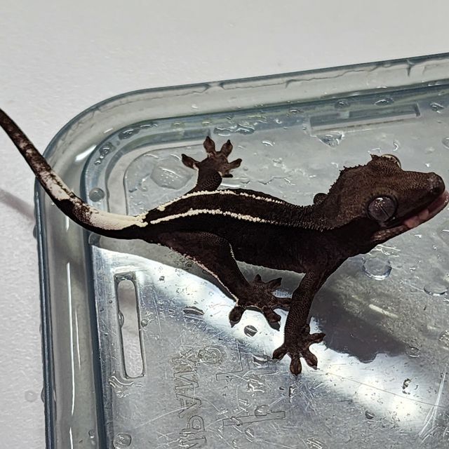아잔틱
