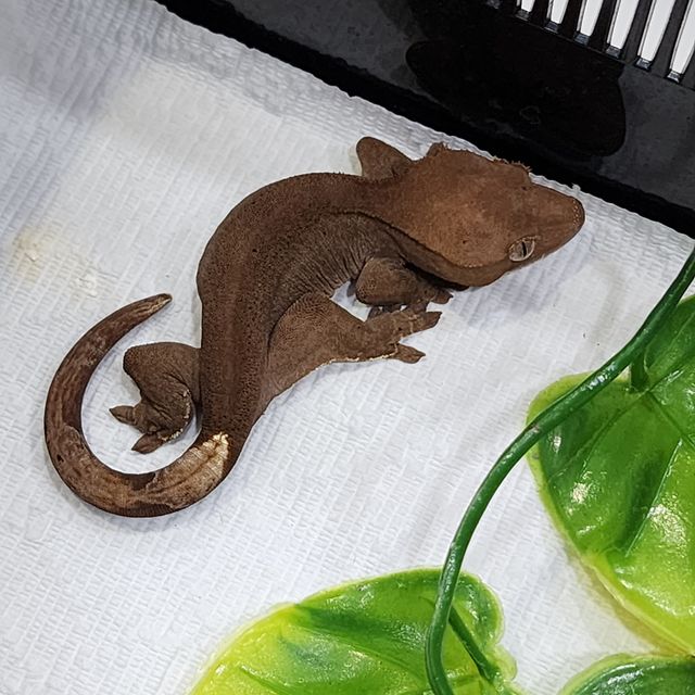 카푸치노 챠콜