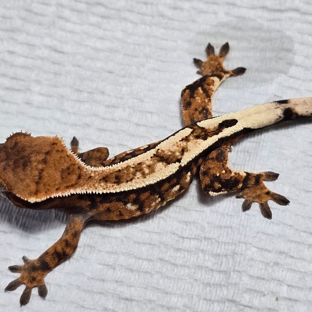 세이블