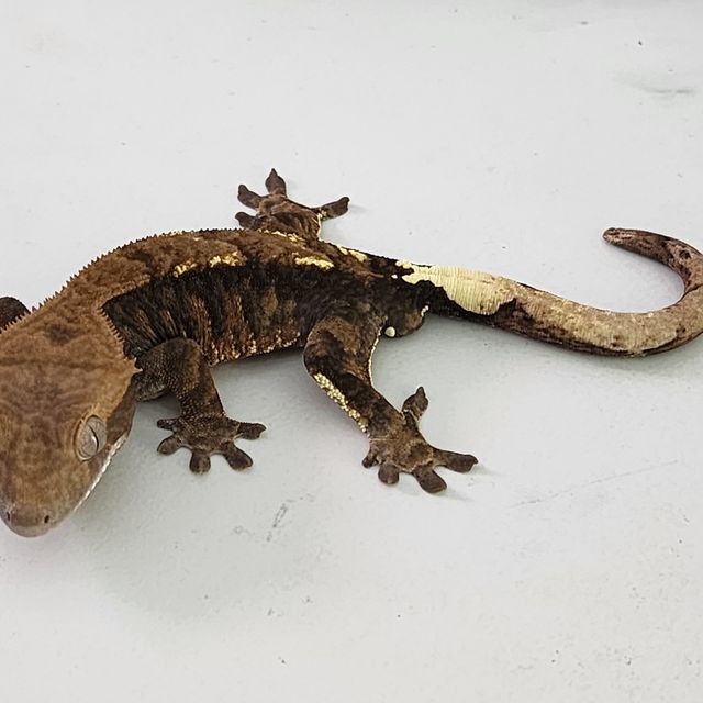 카푸치노