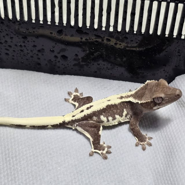 릴잔틱