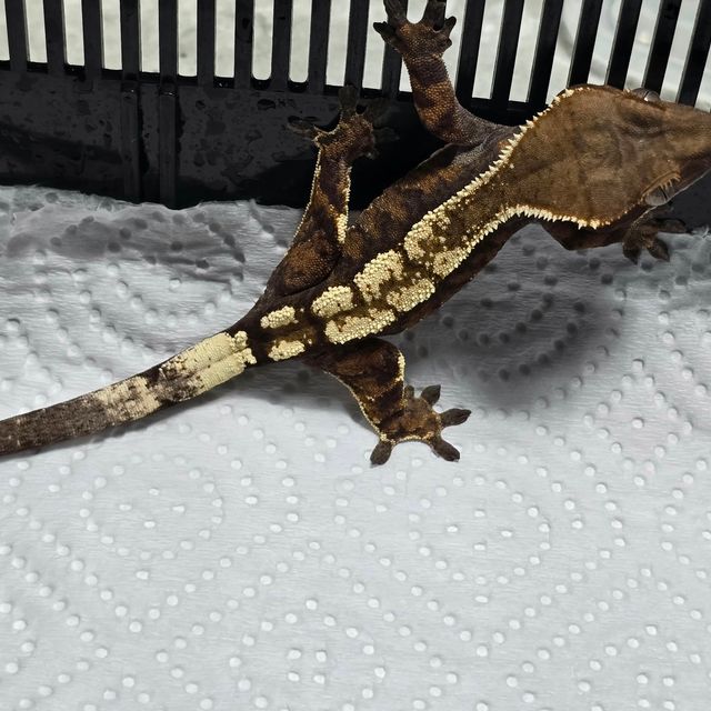 세이블