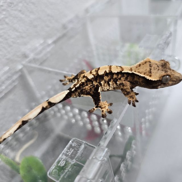 트라이 익스트림할리퀸 바브