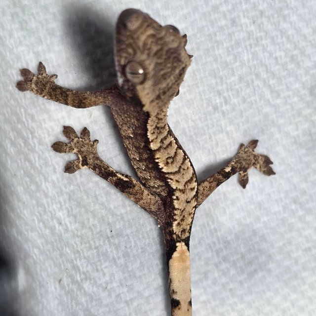 트라이