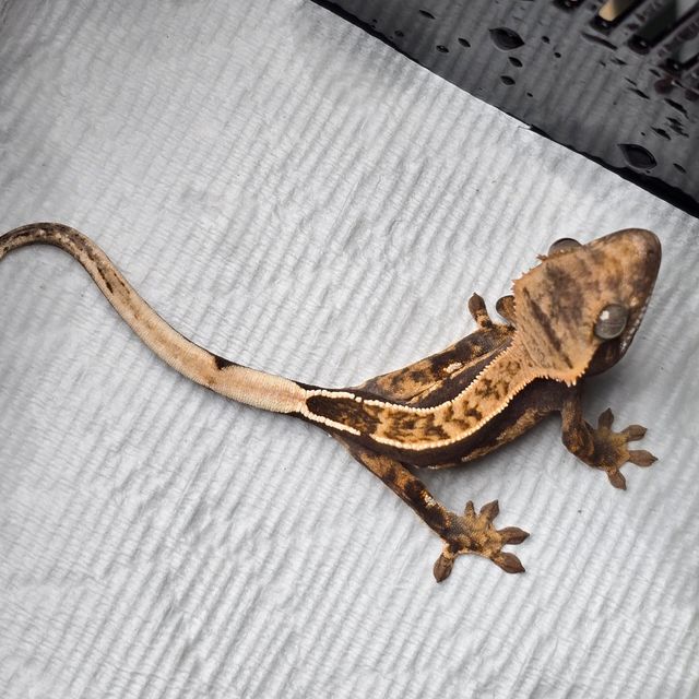 쿼드