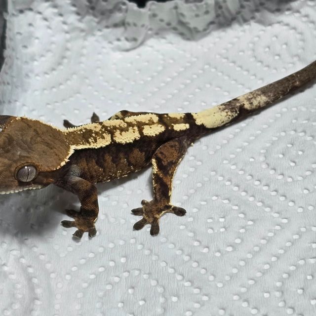 세이블