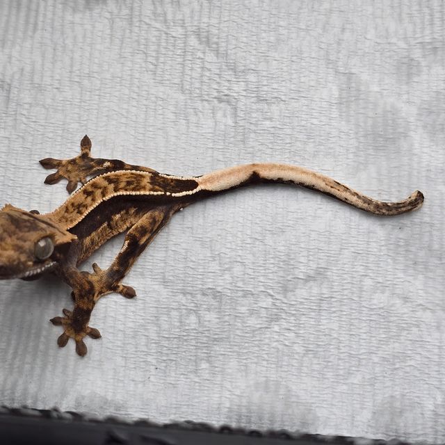 쿼드