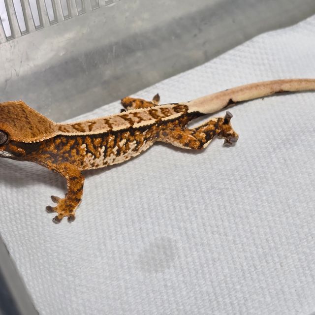 트라이