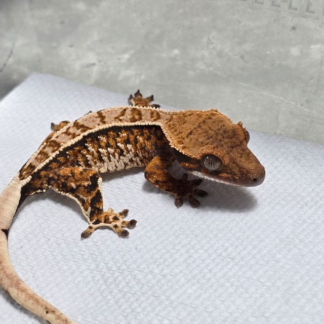 트라이