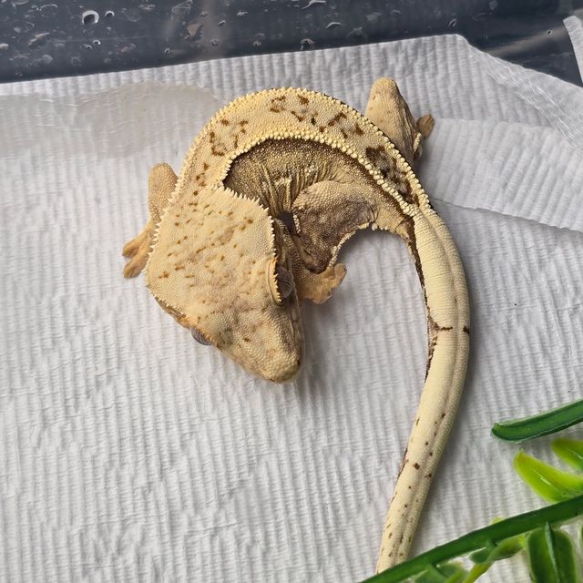 크림시클