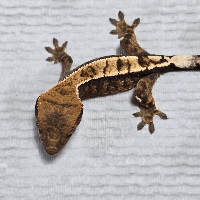 세이블