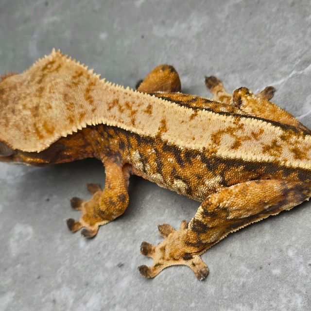 트라이 바브