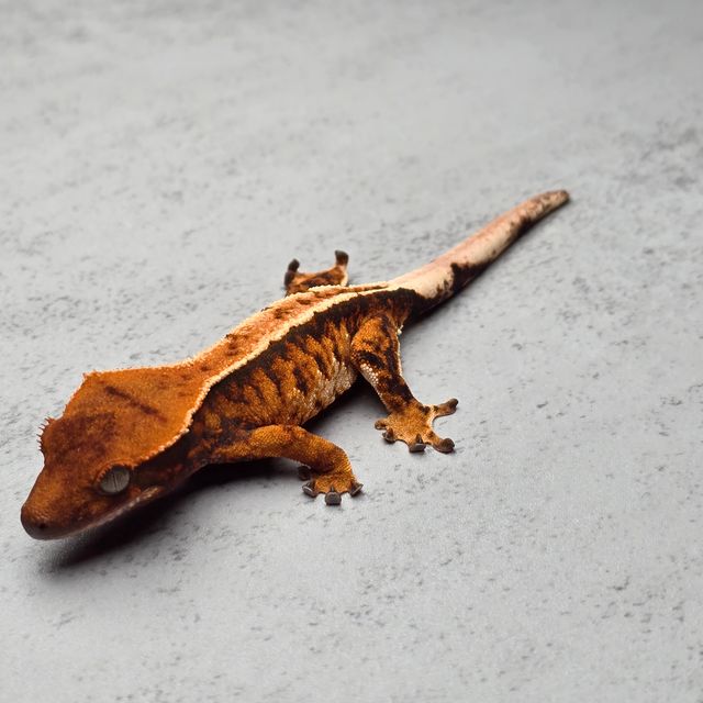 바브 트라이 익스트림할리퀸 텐저린