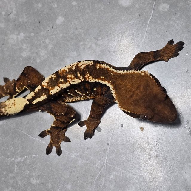 세이블