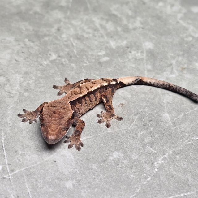 세이블