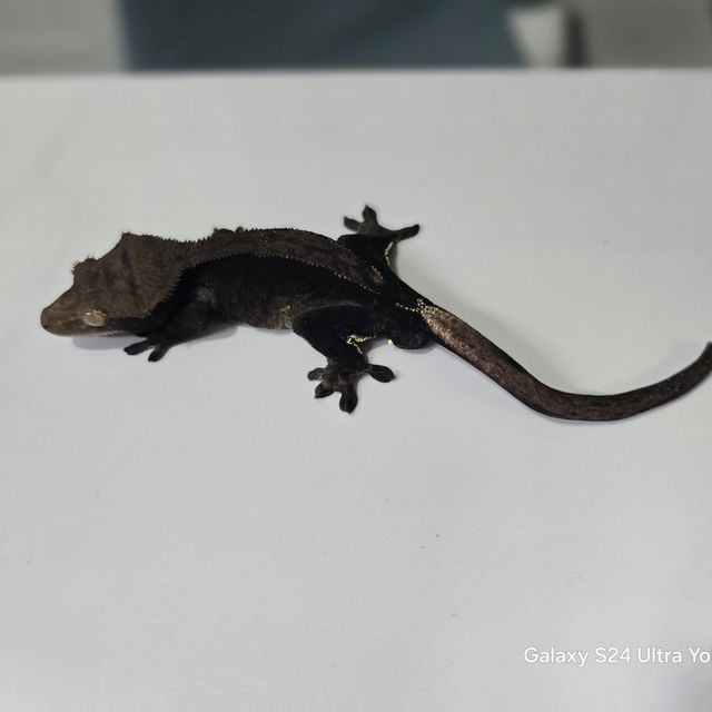 챠콜
