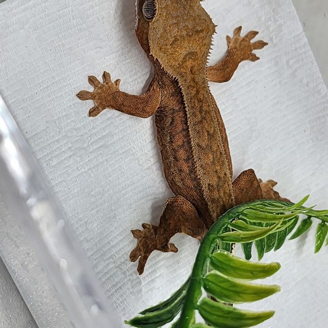 카푸치노