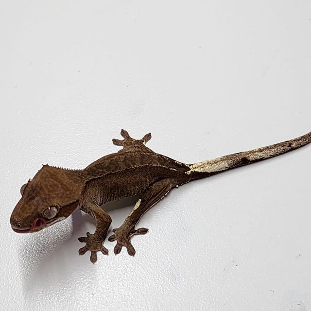 카푸치노