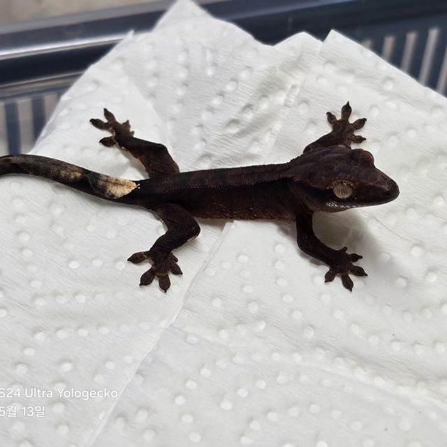 챠콜 다크