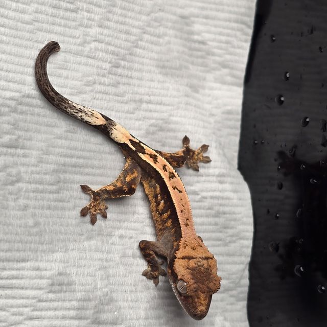 세이블