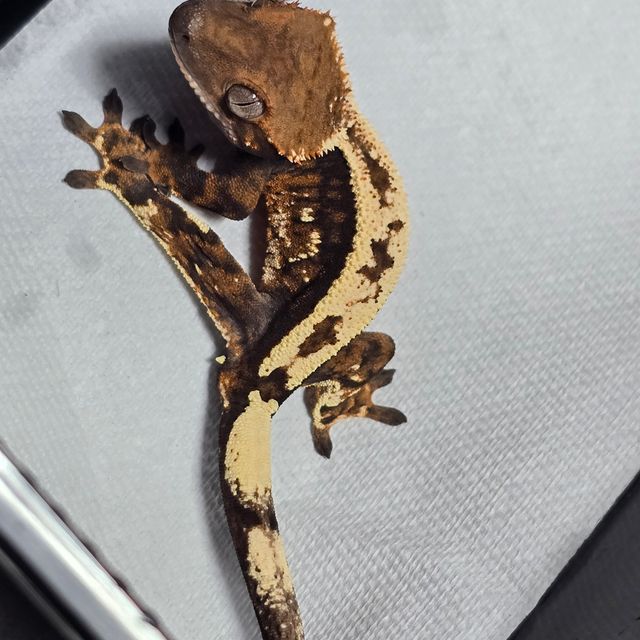 세이블