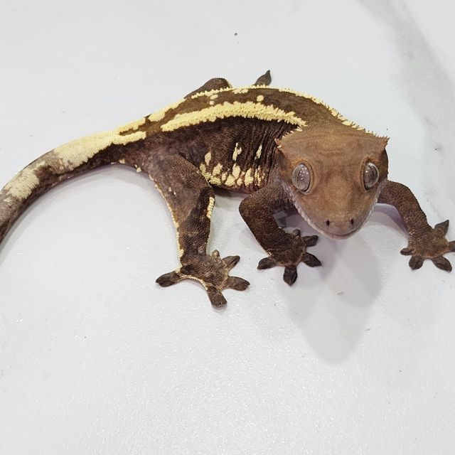 카푸치노
