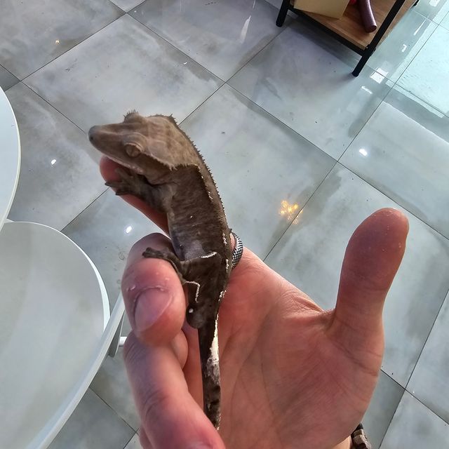아잔틱