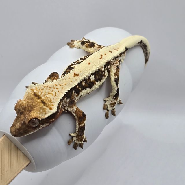 릴리 세이블
