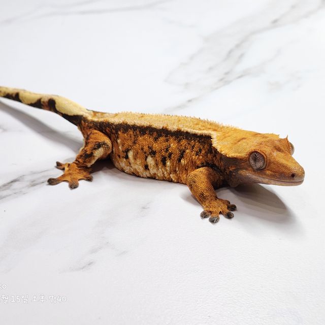 바브